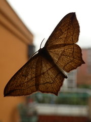 Timandra comae