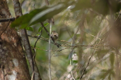 Lathrotriccus euleri