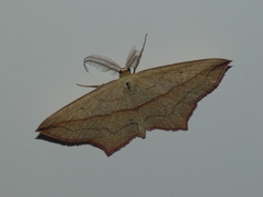Timandra comae
