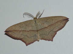 Timandra comae