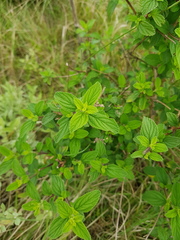 Lippia javanica