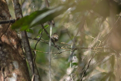 Lathrotriccus euleri