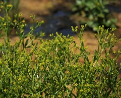 Ranunculus sceleratus