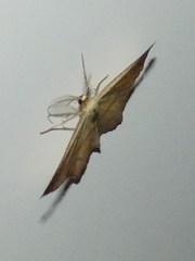Timandra comae