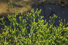 Ranunculus sceleratus