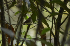 Lathrotriccus euleri