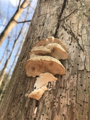 Irpiciporus