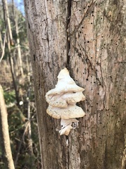 Irpiciporus