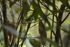 Lathrotriccus euleri