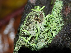 Cladonia coniocraea