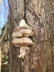 Irpiciporus