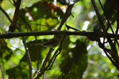 Lathrotriccus euleri