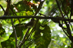 Lathrotriccus euleri