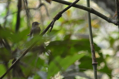 Lathrotriccus euleri