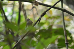 Lathrotriccus euleri