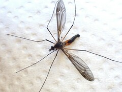 Leptotarsus rufibasis