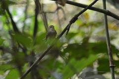 Lathrotriccus euleri