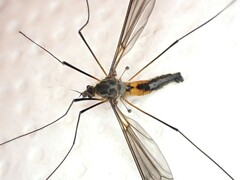 Leptotarsus rufibasis