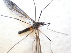 Leptotarsus rufibasis