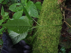 Mercurialis leiocarpa