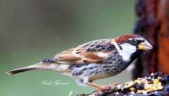 Passer hispaniolensis