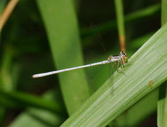 Agriocnemis argentea