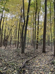 Betula alleghaniensis