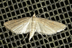Parapoynx allionealis