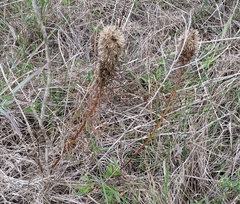 Liatris punctata mucronata