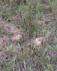 Liatris punctata mucronata