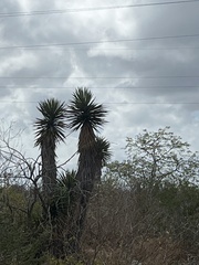 Yucca valida
