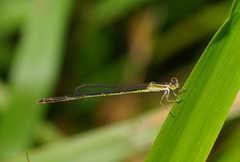 Agriocnemis argentea