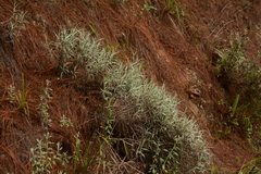 Helichrysum chrysargyrum