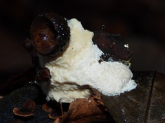Didymium mucilago