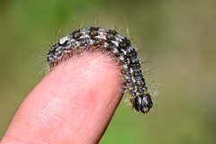 Acronicta megacephala