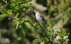 Vireo chivi