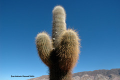 Trichocereus atacamensis
