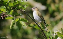 Vireo chivi