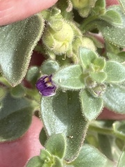 Pseudorontium cyathiferum