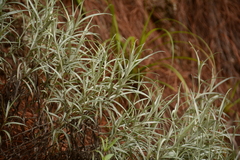 Helichrysum chrysargyrum