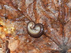 Tachypodoiulus niger