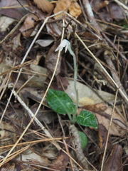 Goodyera schlechtendaliana