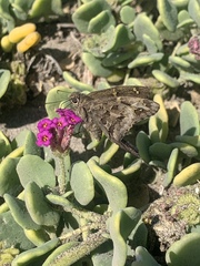 Thorybes dorantes calafia