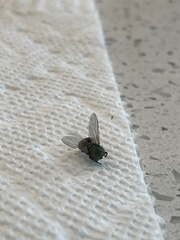 Muscidae