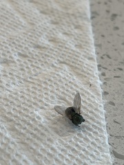 Muscidae