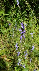 Lobelia