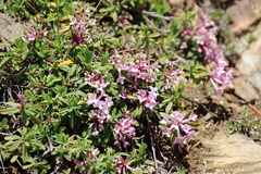 Daphne striata