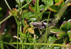 Gomphocerus sibiricus