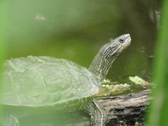 Mauremys caspica