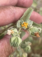 Abutilon abutiloides